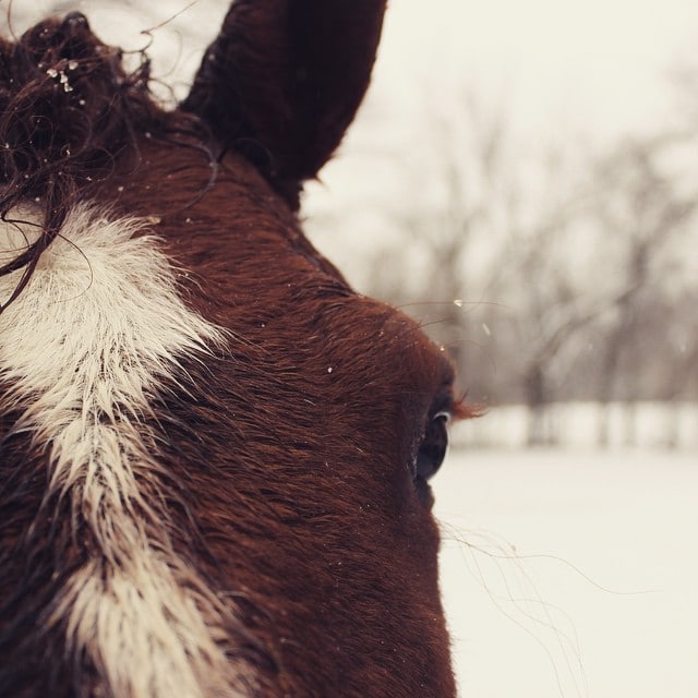 horse eyelashes in cold winter snow
