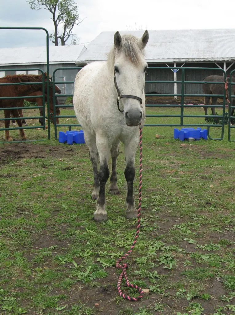 A grey gelding stands with halter lead on the ground.