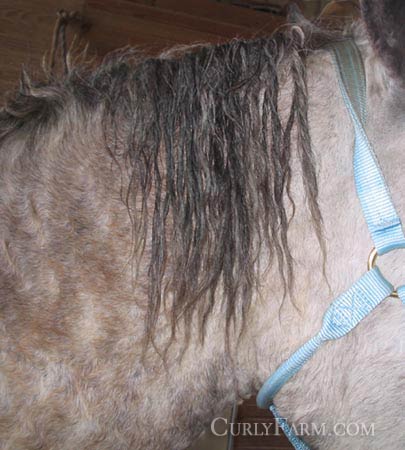 Photograph of a horse mane with dreadlocks 