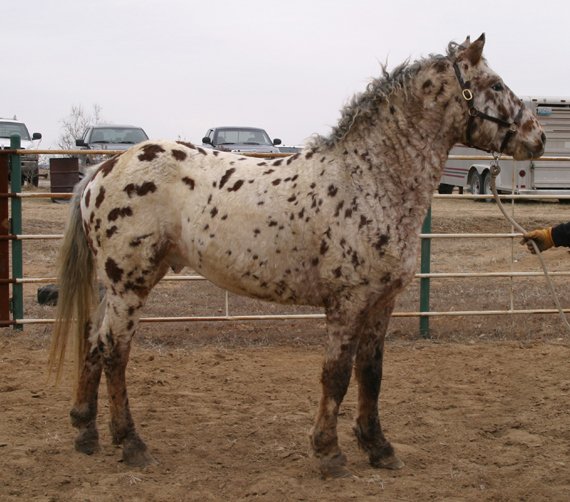 Professional Photos of a rare Bashkir Curly Stallion with Leopard Appaloosa Coloring AAAK-1