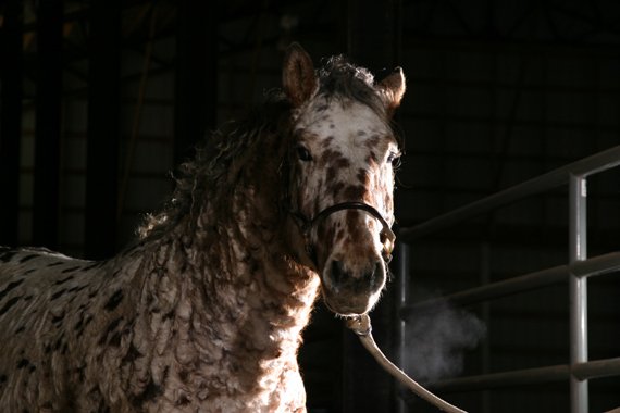 Professional Photos of a rare Bashkir Curly Stallion with Leopard Appaloosa Coloring AABA-5
