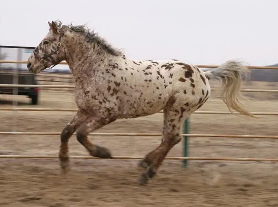 Professional Photos of a rare Bashkir Curly Stallion with Leopard Appaloosa Coloring AI-35