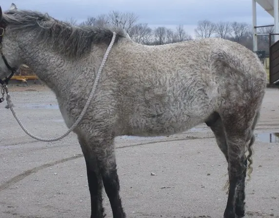 Bashkir Curly winter fur