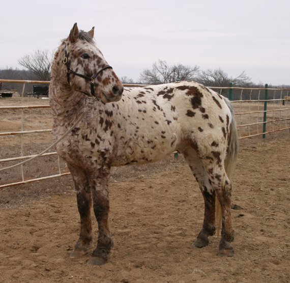 Professional Photos of a rare Bashkir Curly Stallion with Leopard Appaloosa Coloring DB-