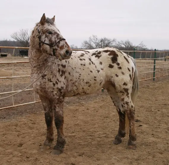 Professional Photos of a rare Bashkir Curly Stallion with Leopard Appaloosa Coloring DB-