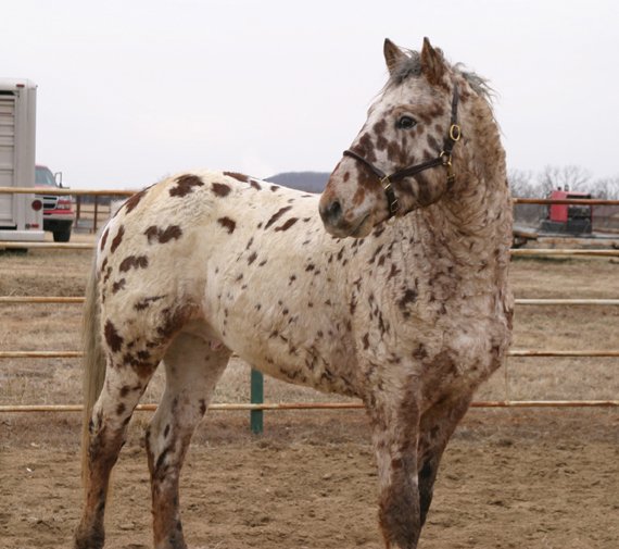 Professional Photos of a rare Bashkir Curly Stallion with Leopard Appaloosa Coloring DR-1