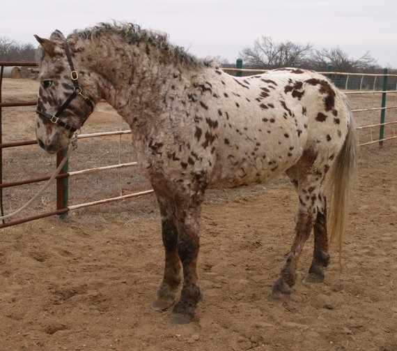 Professional Photos of a rare Bashkir Curly Stallion with Leopard Appaloosa Coloring F-06