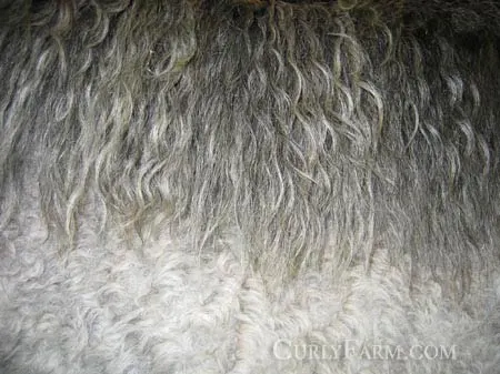 Photo of curly mane of a bashkir Curly