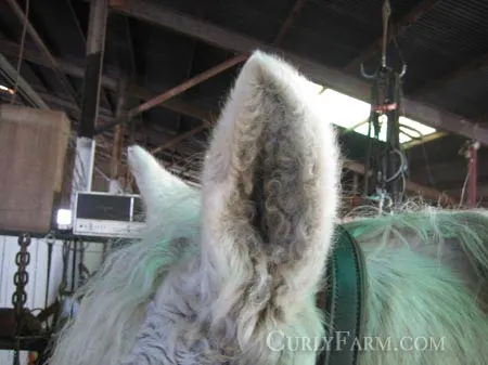 Photo of characteristic tight curls within a bashkir curly ear