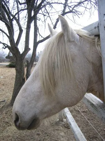 straight curly horse with no curl in its mane