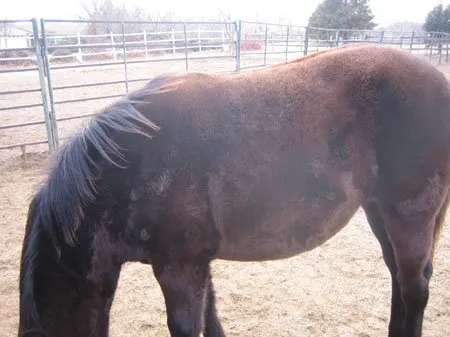 curly horse coat type: fuzzy