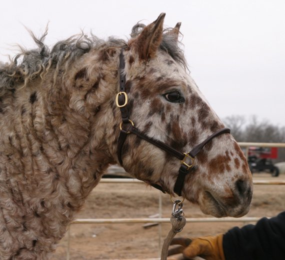 Professional Photos of a rare Bashkir Curly Stallion with Leopard Appaloosa Coloring N-1