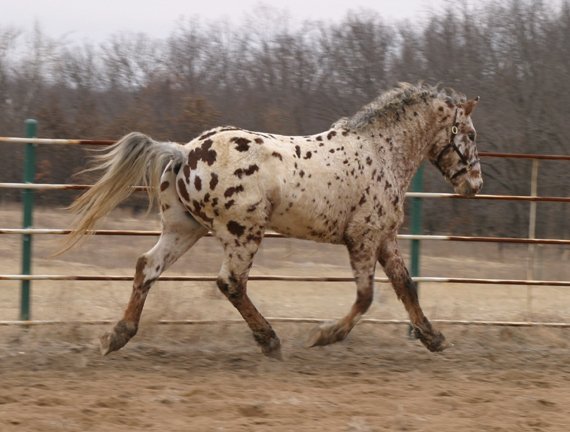 Professional Photos of a rare Bashkir Curly Stallion with Leopard Appaloosa Coloring Y-25