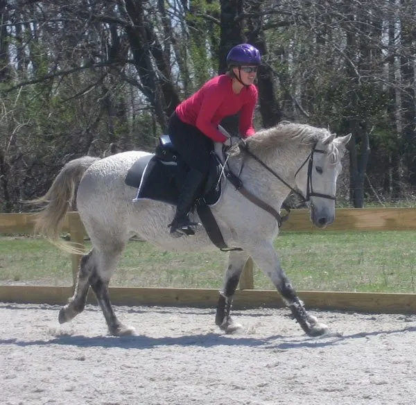 curly horses make versatile mounts