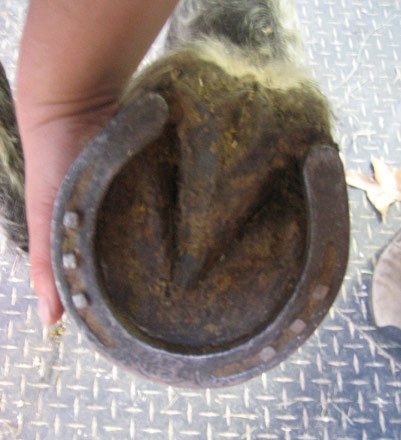 bottom shod hoof