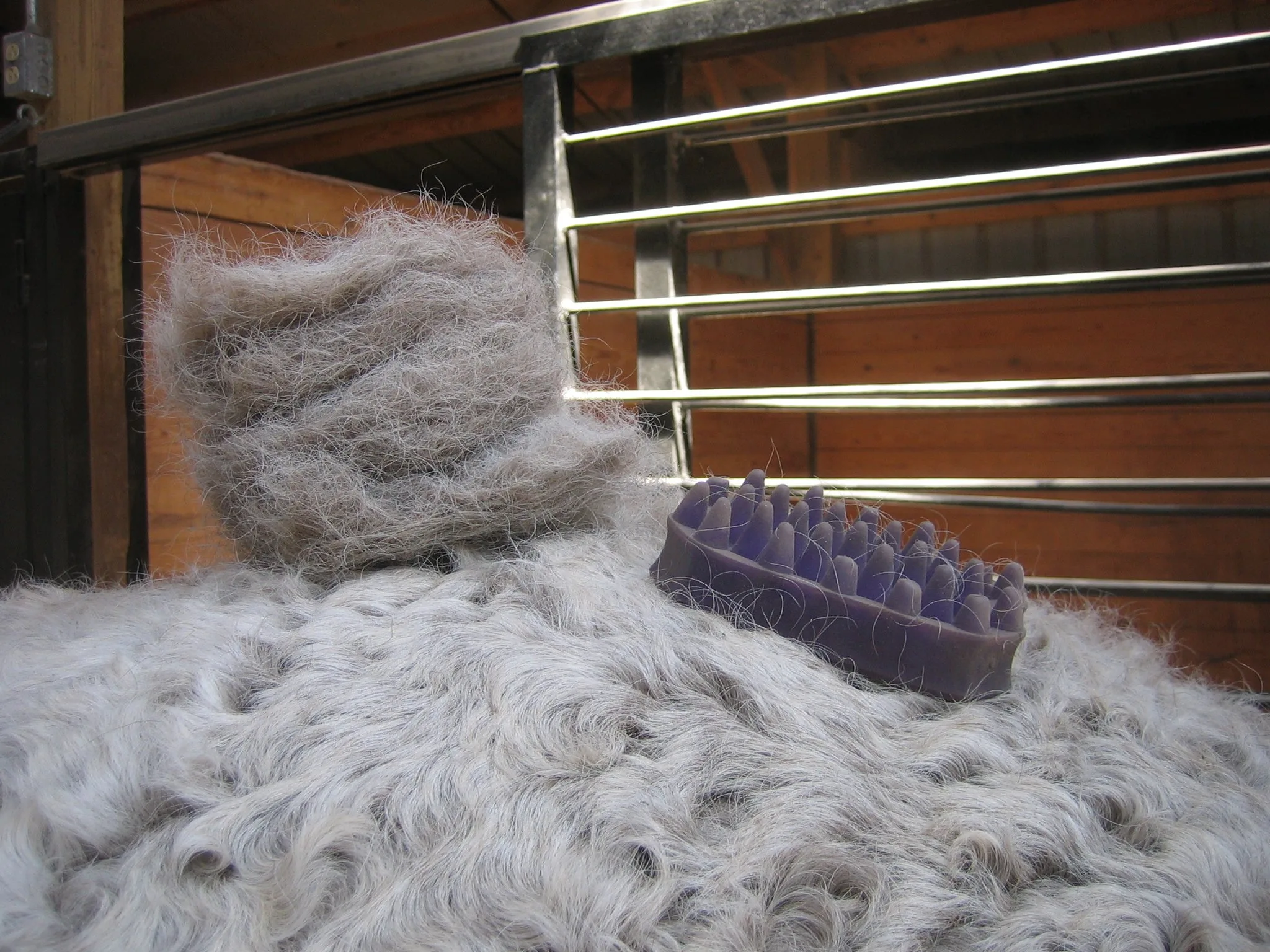 horse hair from a curly winter coat