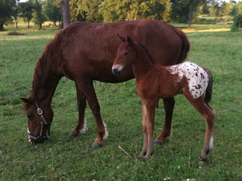 A mare and her blanket appaloosa curly foal.