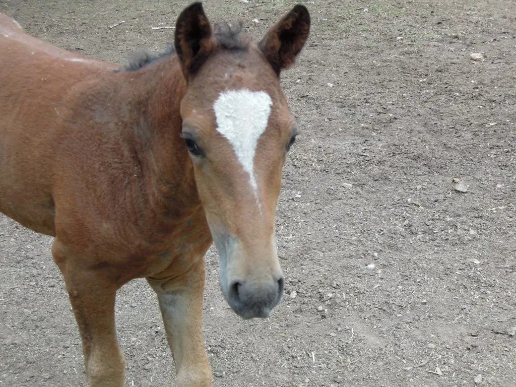 baby horse with tornado marking on forehead.