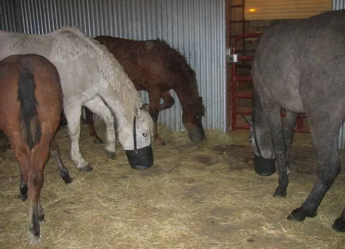 feeding with feed bags in a shared horse stall