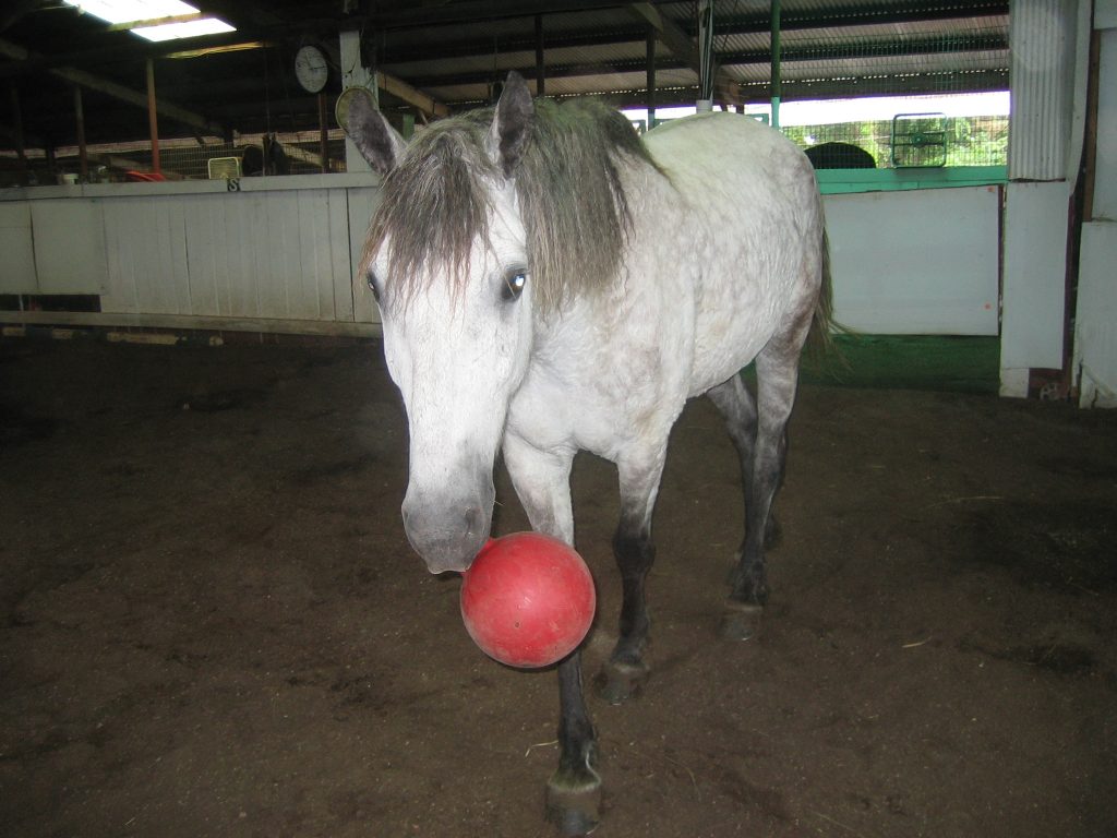 Grey horse being trained to fetch a small toy