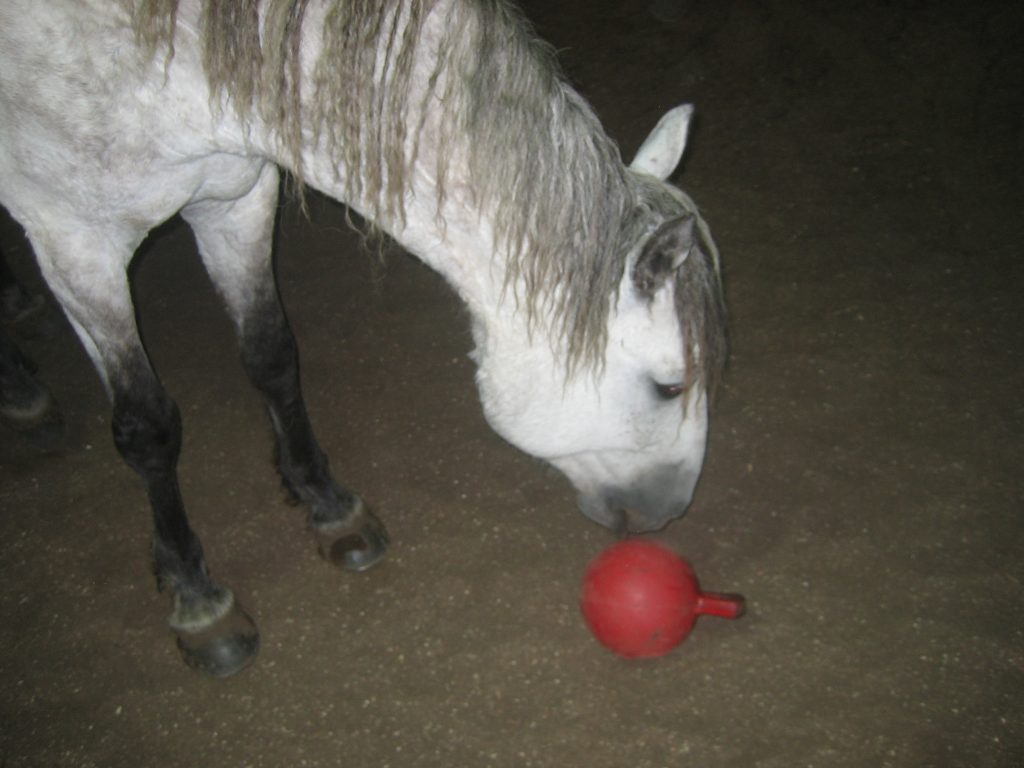 A grey gelding fetches a jolly ball to return to his handler.