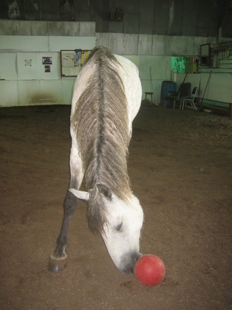 Grey horse being trained to fetch a small toy