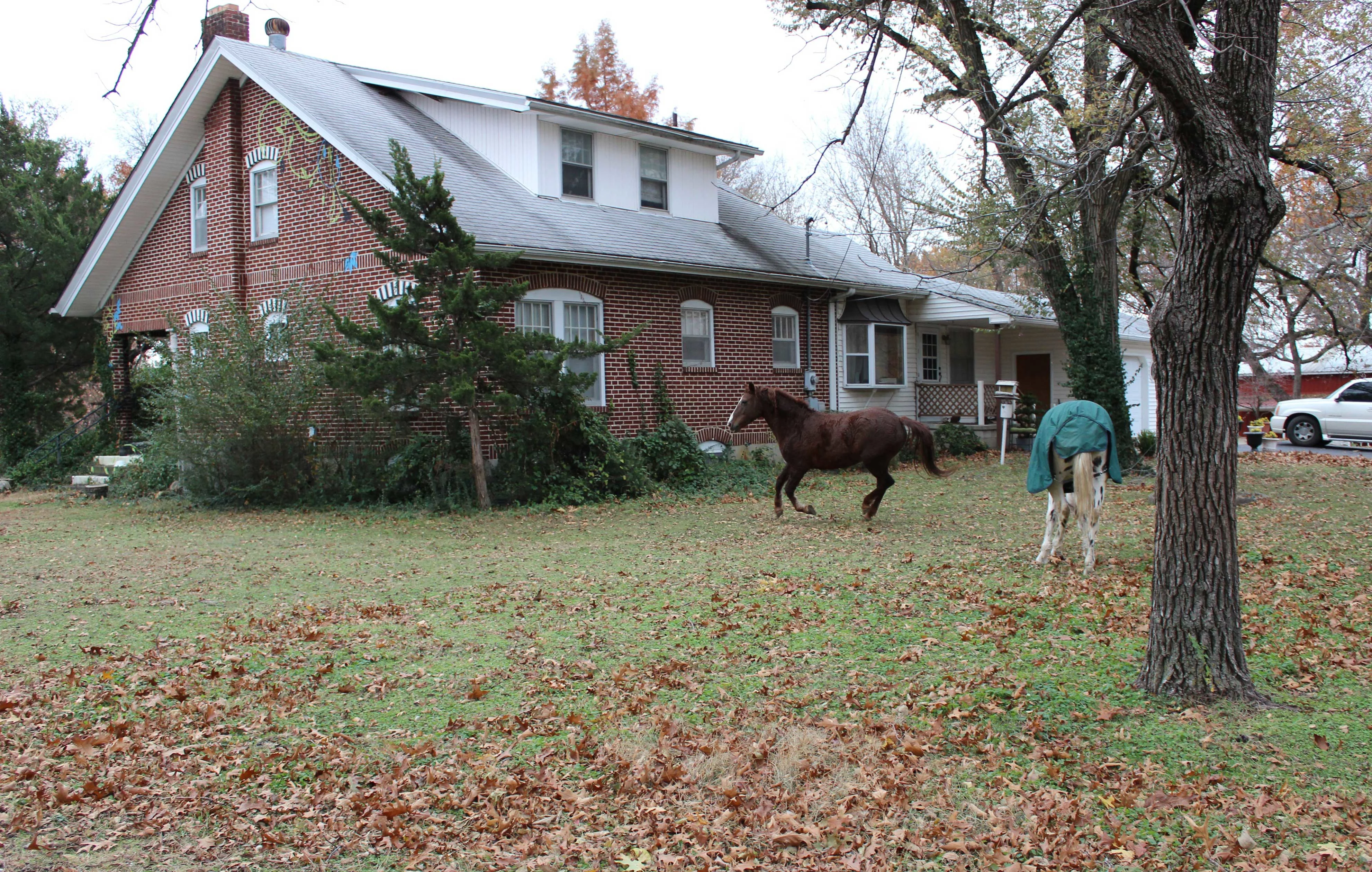 cf horses in front yard hh 1226