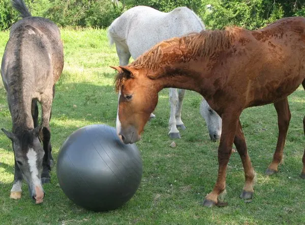 Take advantage of the natural curiosity of young horses to build trust through self-exploration of new experiences and objects