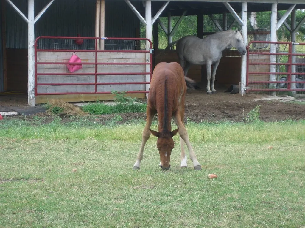 A foal grazing as the mother watches.