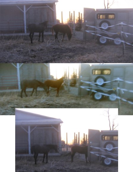temporary fencing is a great way to let young horses get used to a trailer and self loading without allowing them access to damage the body of the trailer