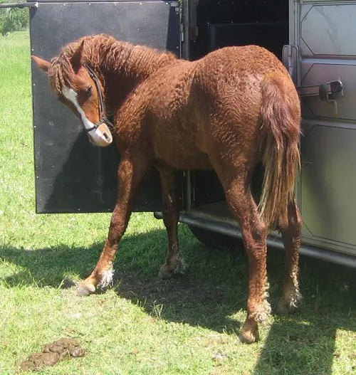 If you start to lose your cool while loading, STOP, tie your horse to the trailer (with enough play in the rope to self load if they choose) and take a break. If your anxiety rises the loading refusal is likely to get worse, not better. 