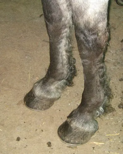 Most curly horses have curly hair at their ankles – called fetocks