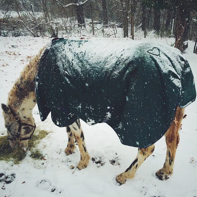 A horse eating hay in the snow in a green blanket.