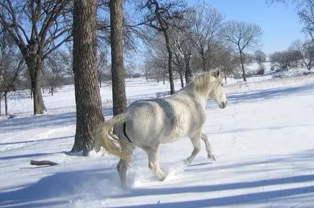 A white mare running in a snowy field.