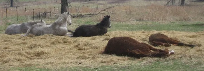 horses napping 2