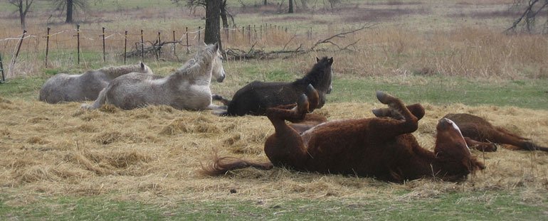 Horses DON'T sleep like this! The brown horse in the foreground is mid-roll, giving the appearance that she's sleeping on her back.