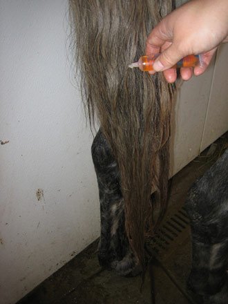 Using hot oil to grow a longer horse tail