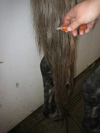 Using hot oil to grow a longer horse tail