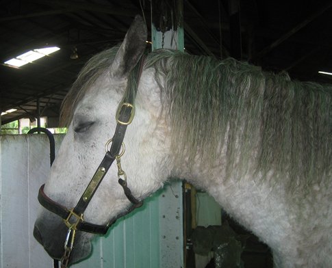 Horses are able to sleep standing up, but need to lay down sometimes for deep sleep