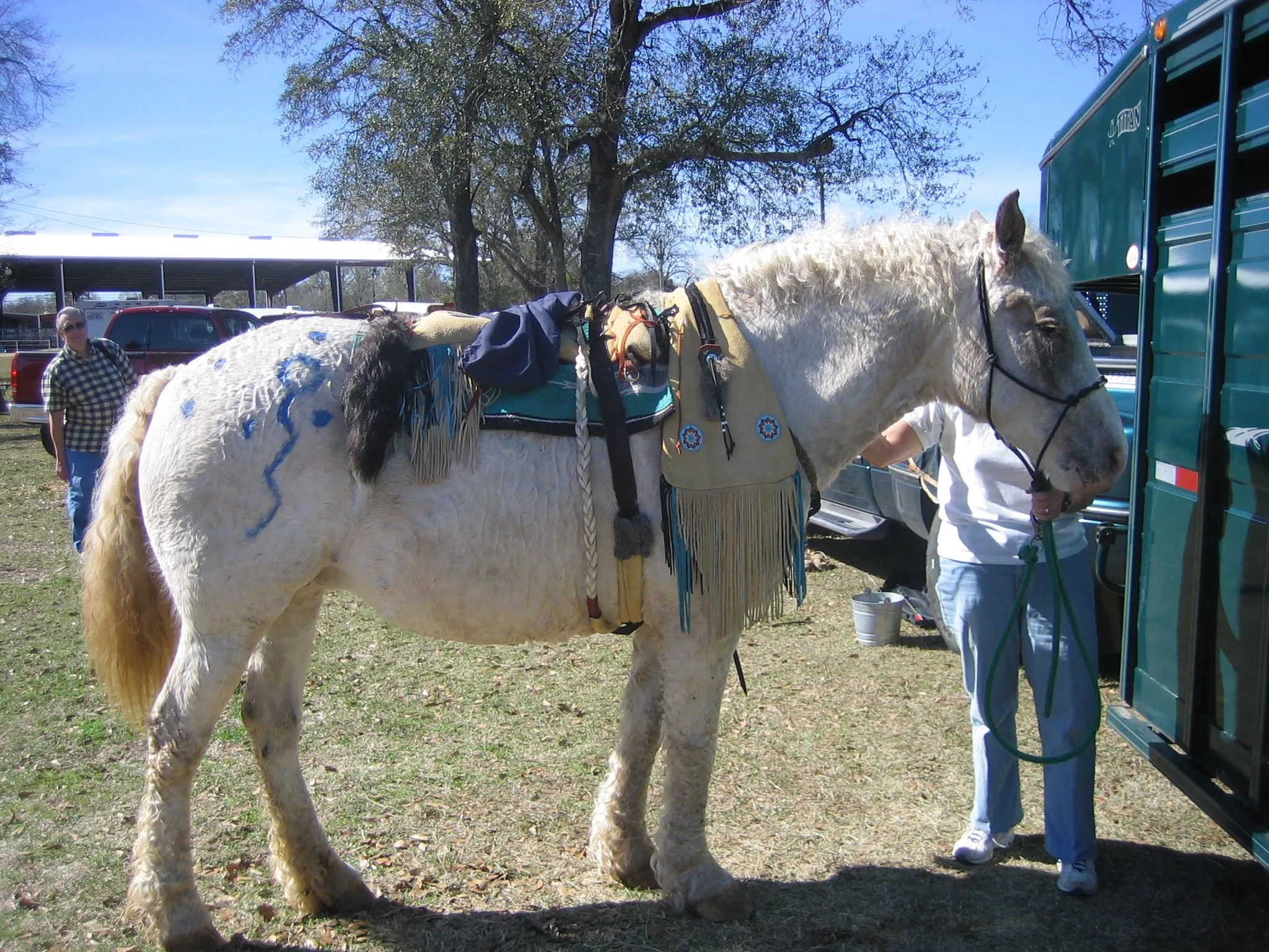 A native-american owned curly horse in native american tack.