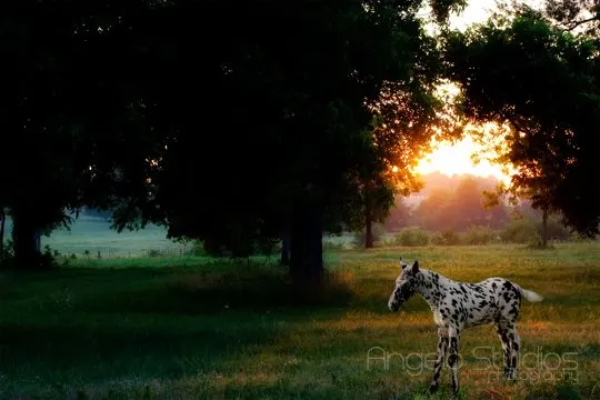 Early morning turnout might be best for horses with skin very susceptible to sunburn like this leopard appaloosa colored foal 