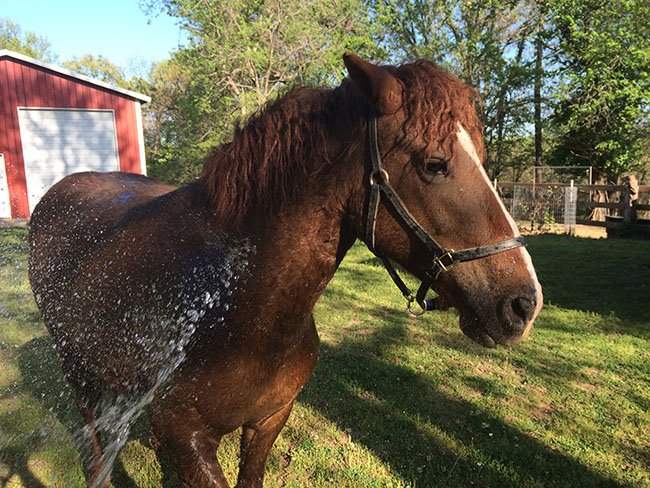 Some horses love to be hosed off so much that they don't need to be tied