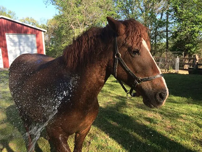 horse bath