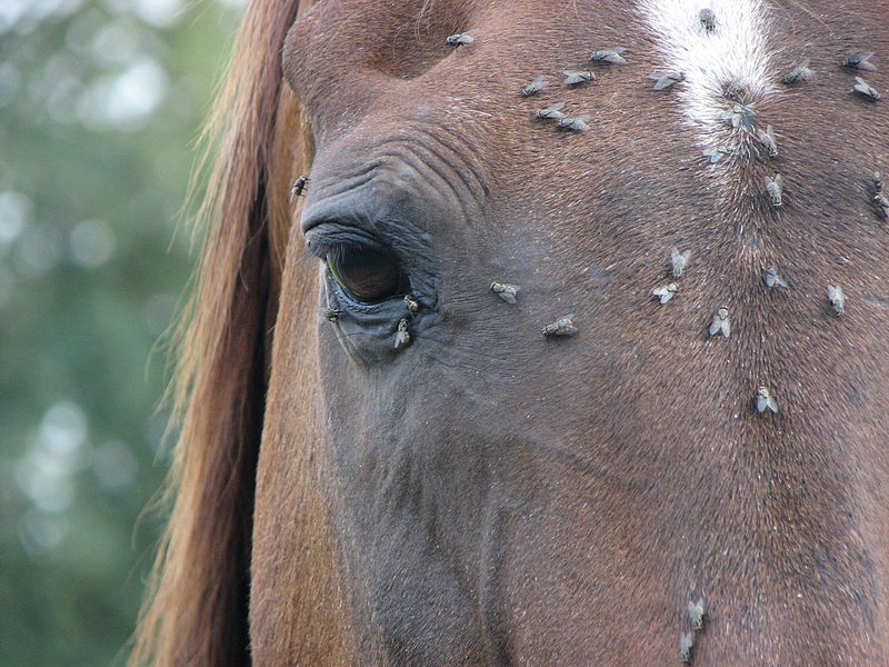 Without masks, horses in some areas can become irritated by flies on their face. image by NaJina McEnany on WikiMedia Commons