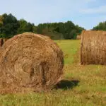 Round hay bales in the sun
