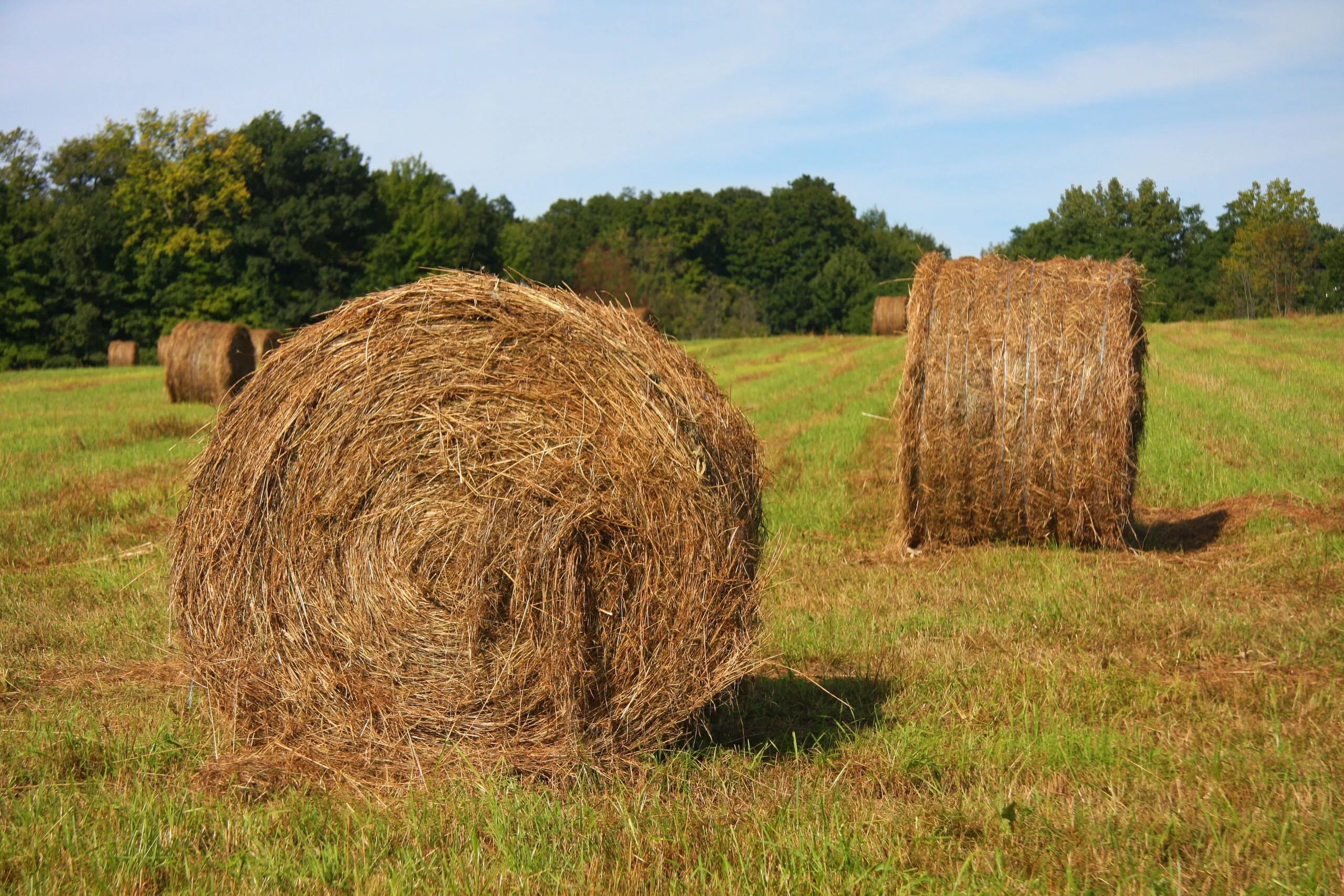 Round hay bales in the sun