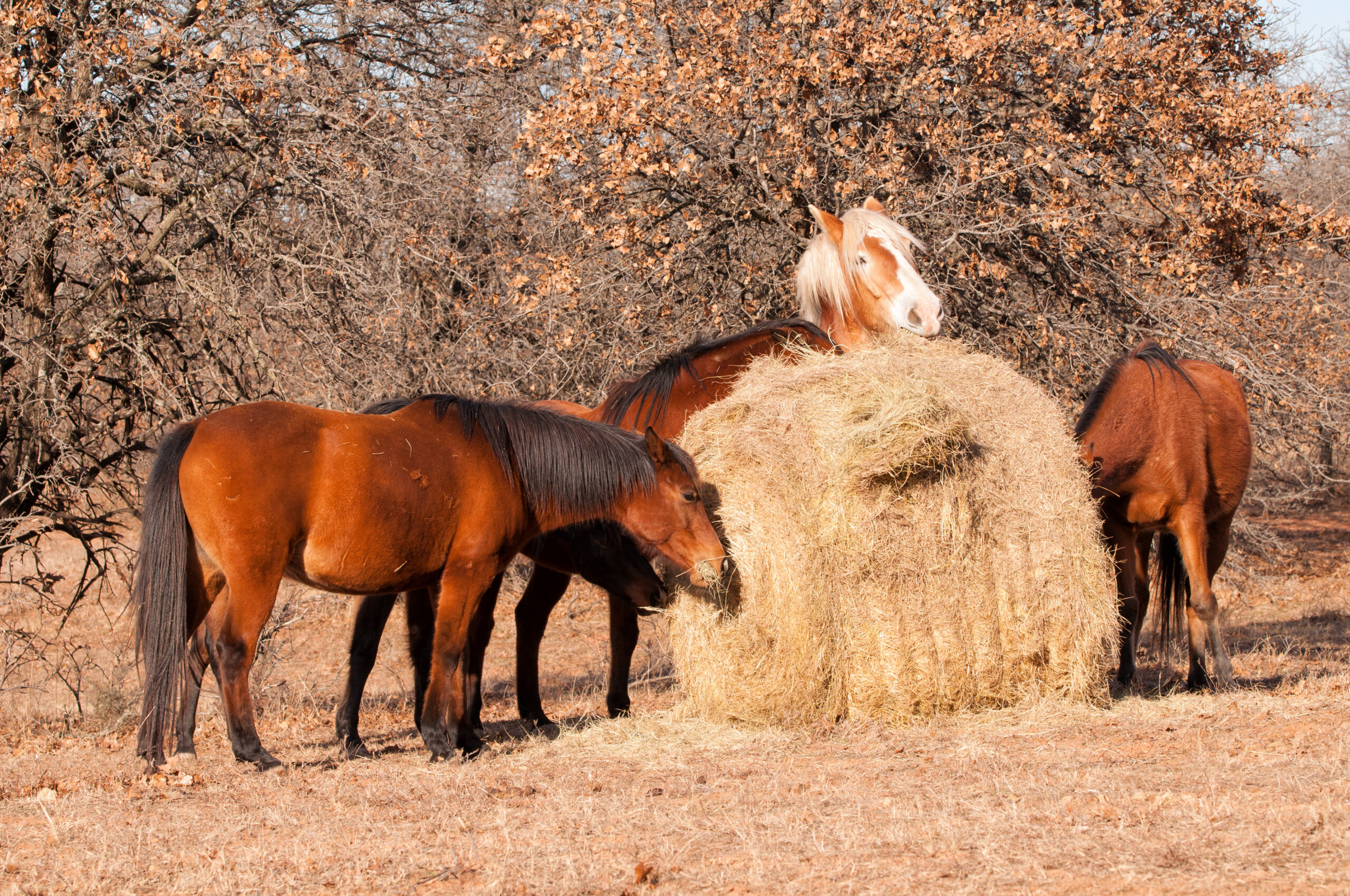 Five horses eating hay off of a large round bale in winter