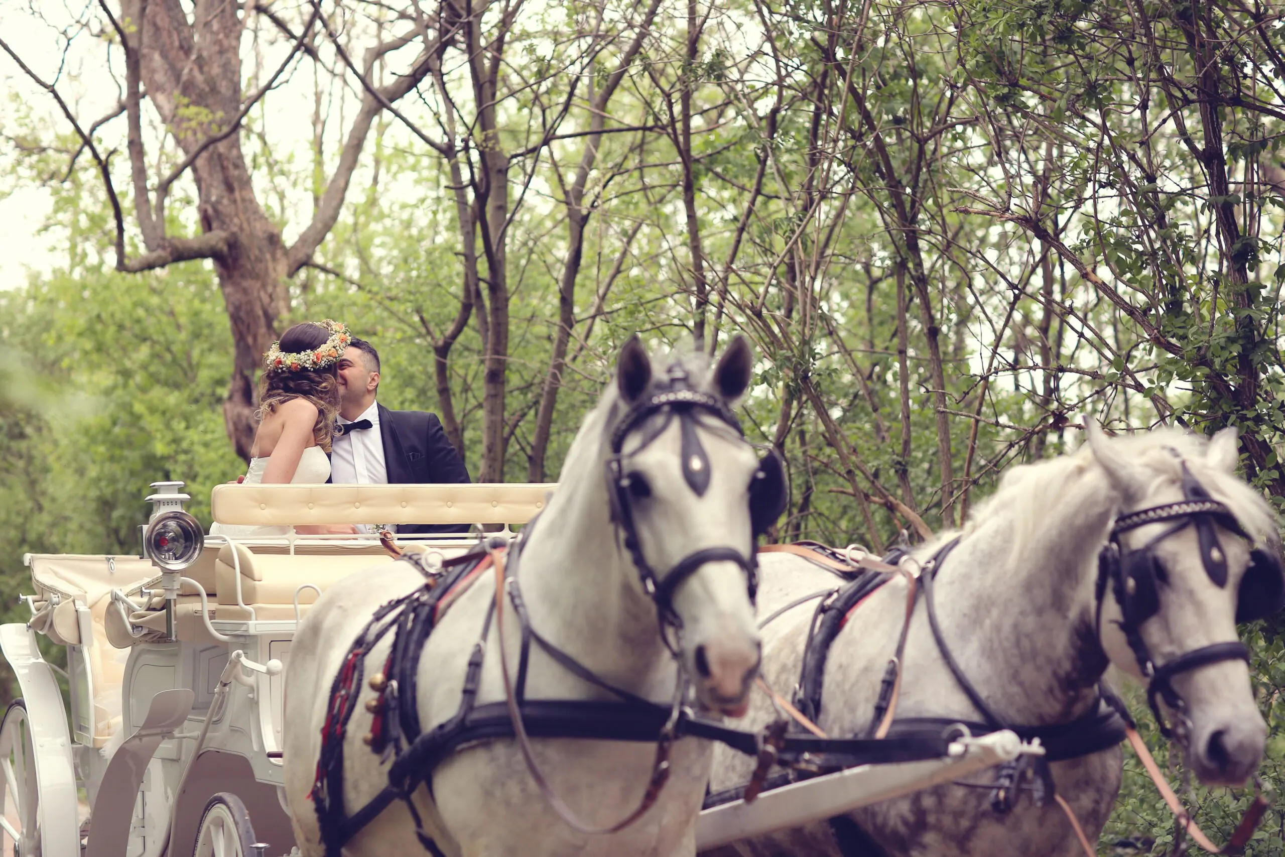 An image of a bride and groom in a carriage drawn by grey horses with the text how to rent a horse and carriage for your wedding.