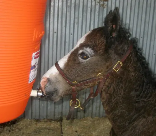 newborn foals instinctively suck on anything even slightly resembling a teat. 