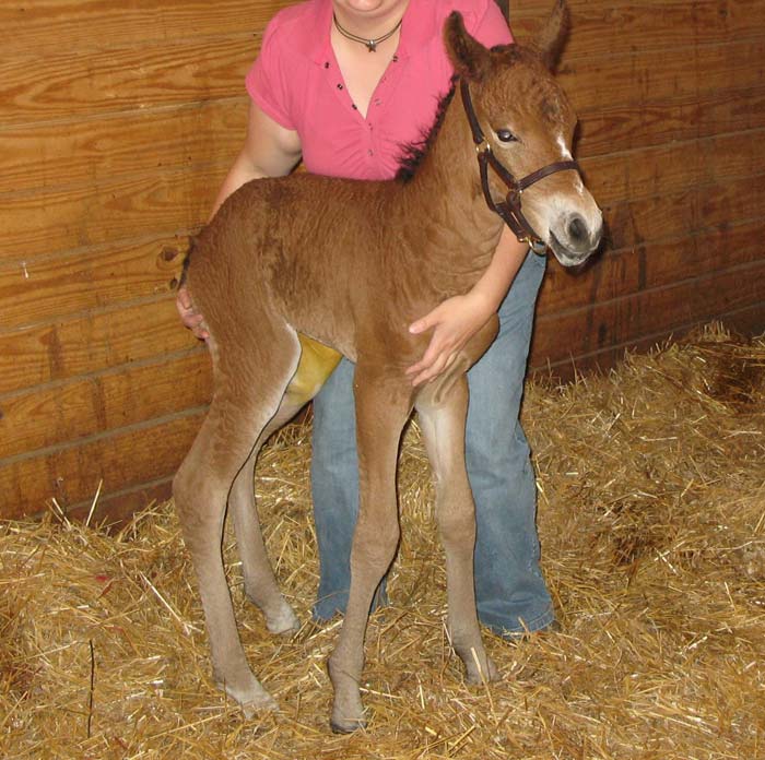 holding a foal in place, then releasing when they rest is a good practice with young horses
